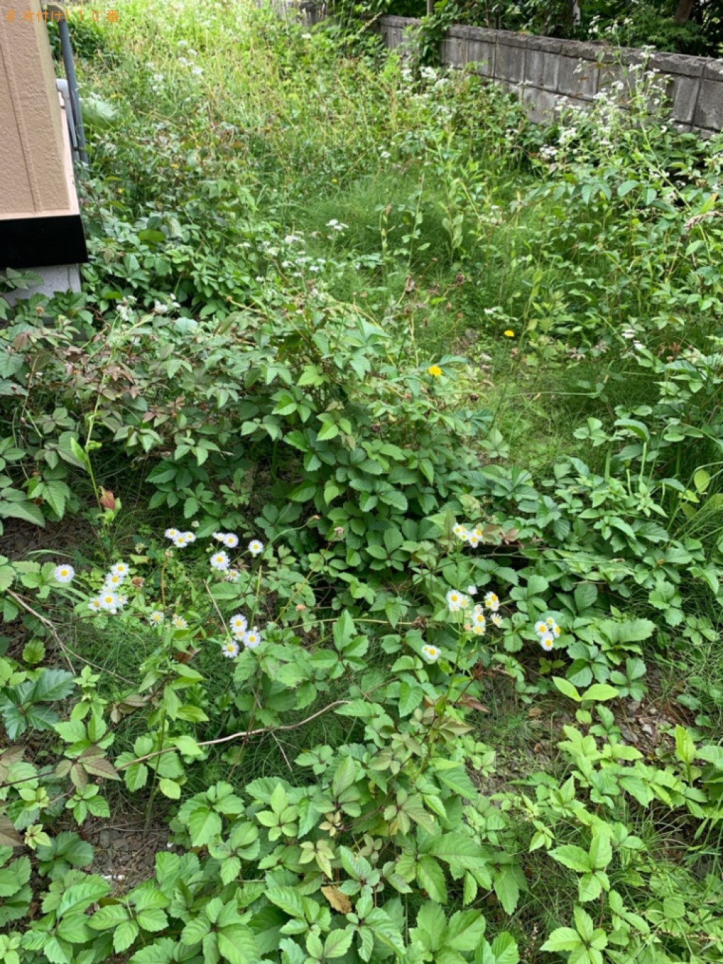 草刈り作業と刈った草の回収ご依頼 お客様の声